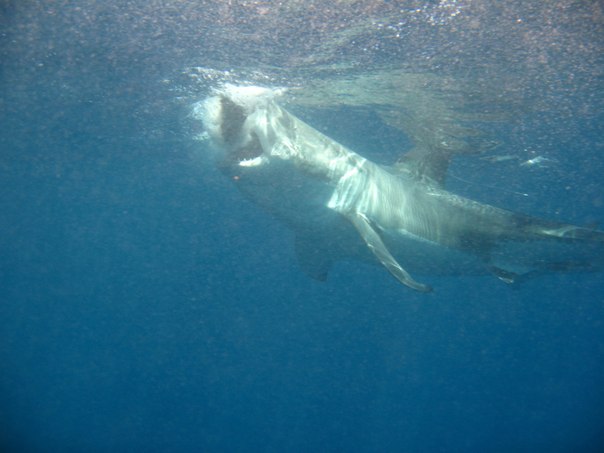 Где нырнуть к акулам в Австралии? А еще про китов